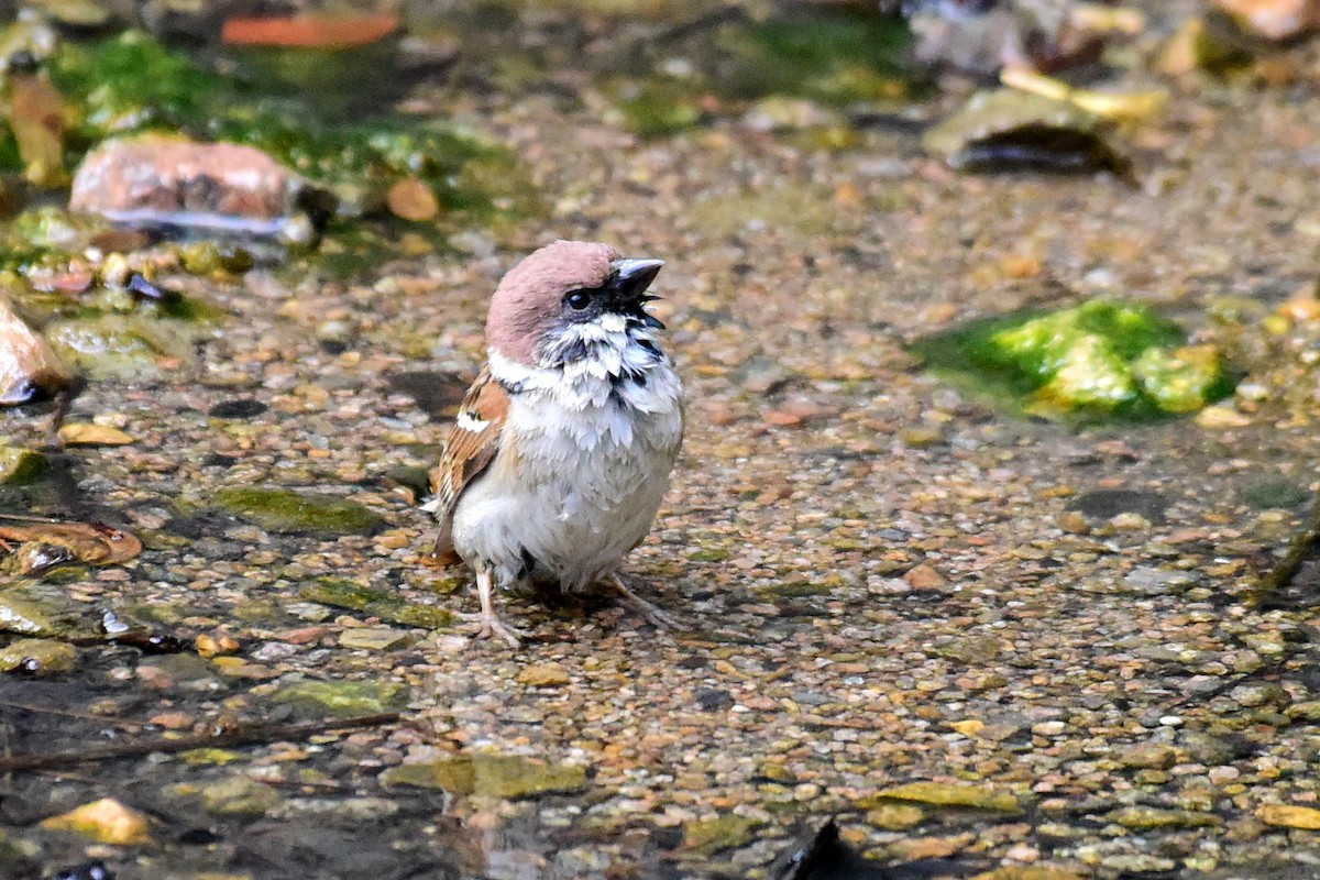 Eurasian Tree Sparrow - ML620330388