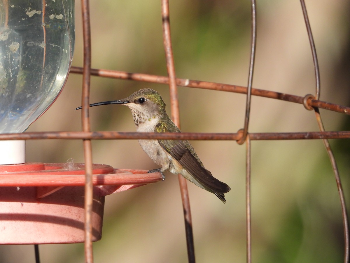 Anna's Hummingbird - ML620330395