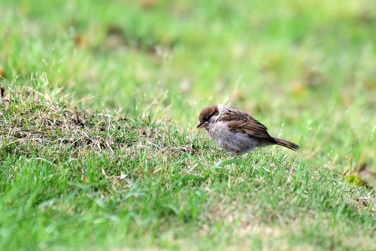 Eurasian Tree Sparrow - ML620330398