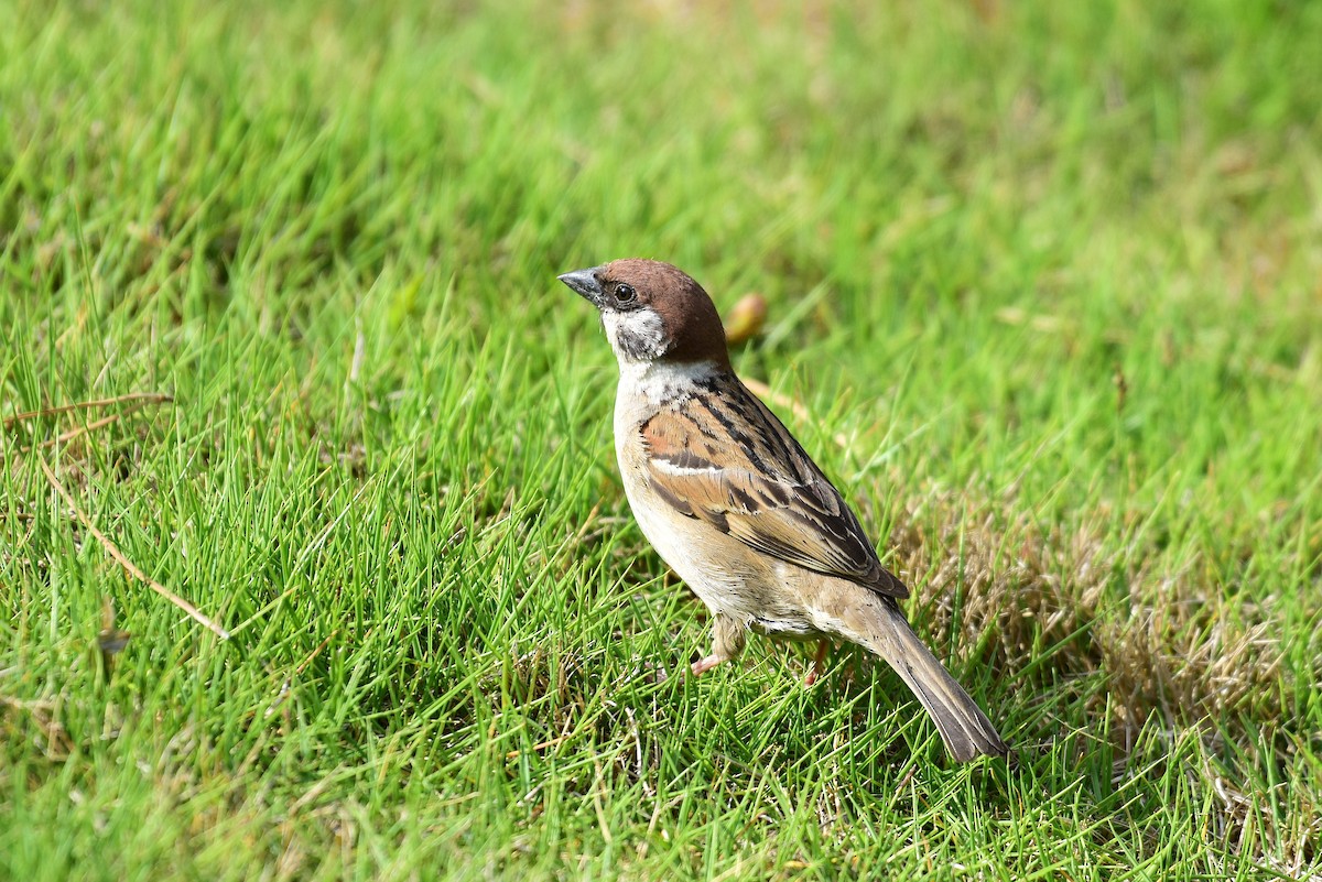 Eurasian Tree Sparrow - ML620330399