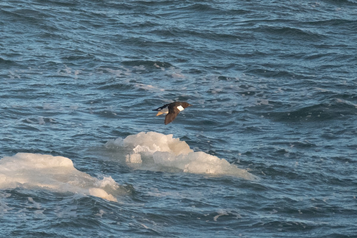 Guillemot de Brünnich - ML620330401