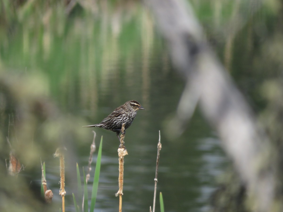 Red-winged Blackbird - ML620330402