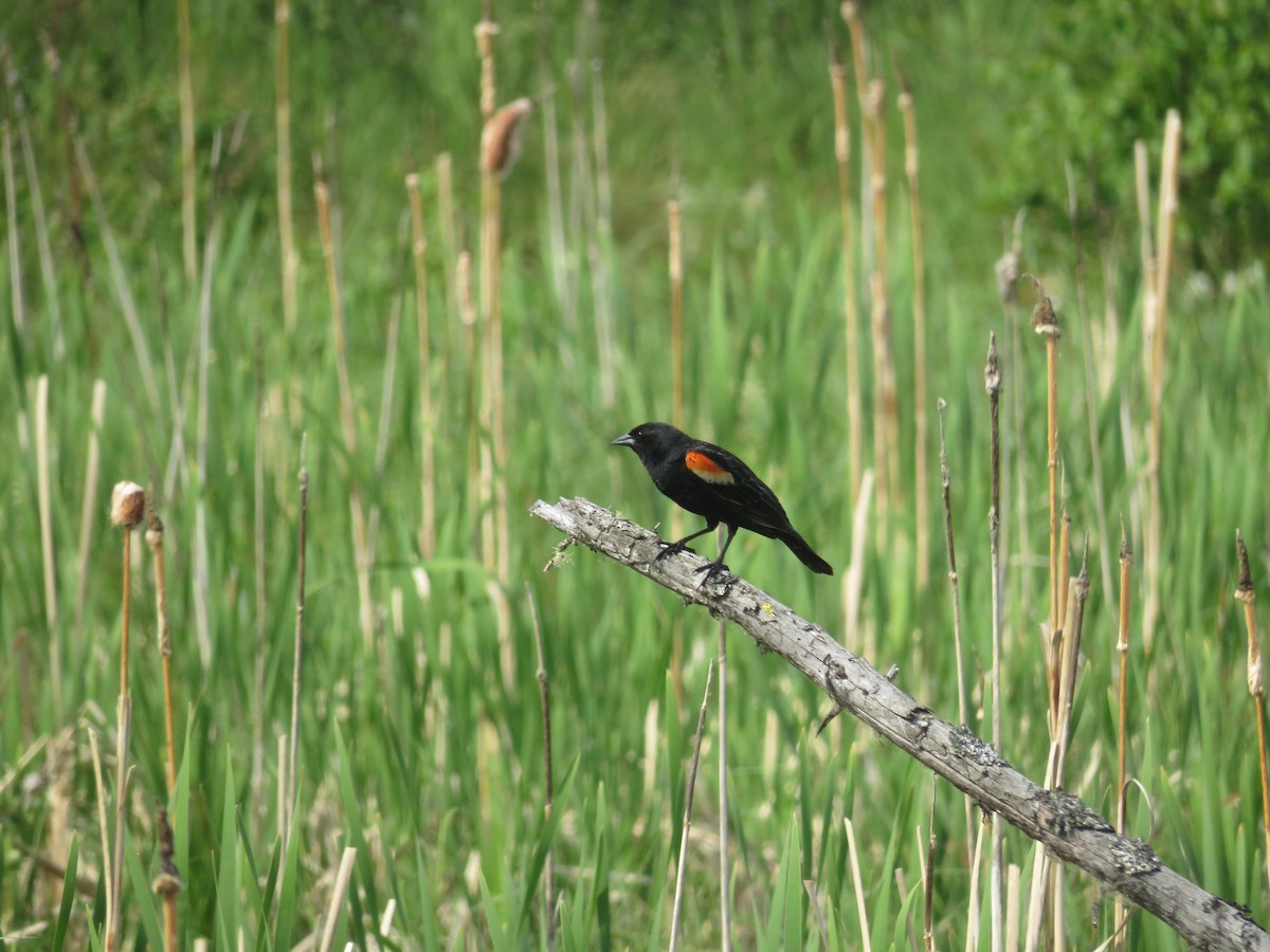 Red-winged Blackbird - ML620330406