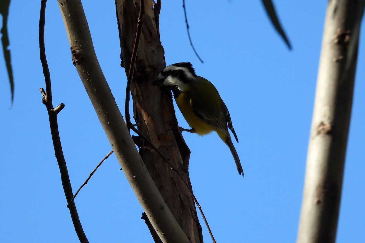 Eastern Shrike-tit - ML620330409