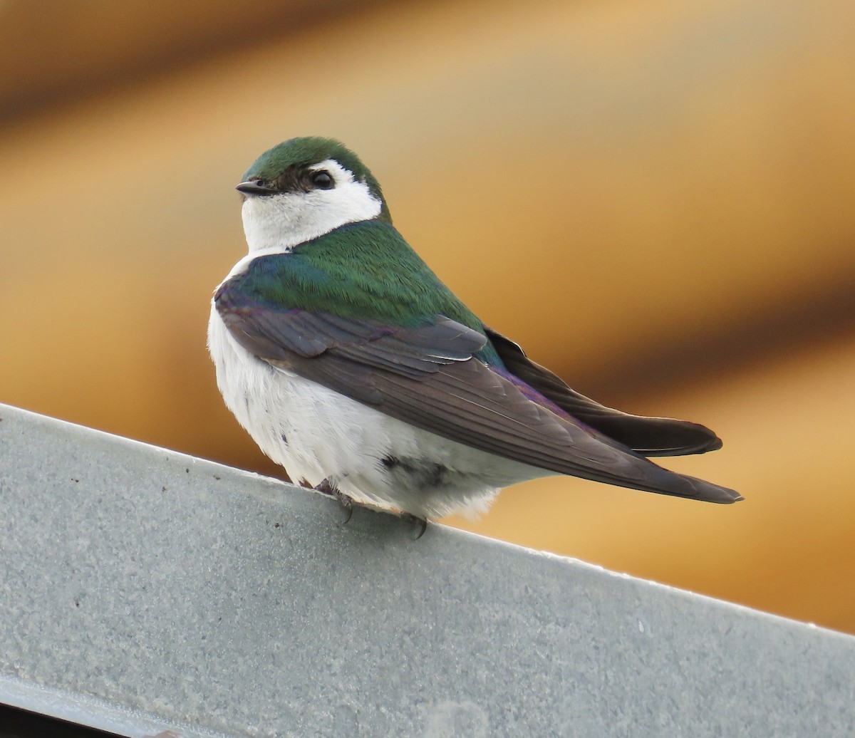 Violet-green Swallow - ML620330416