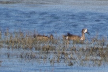 Blue-winged Teal - ML620330421