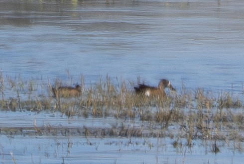 Blue-winged Teal - ML620330422