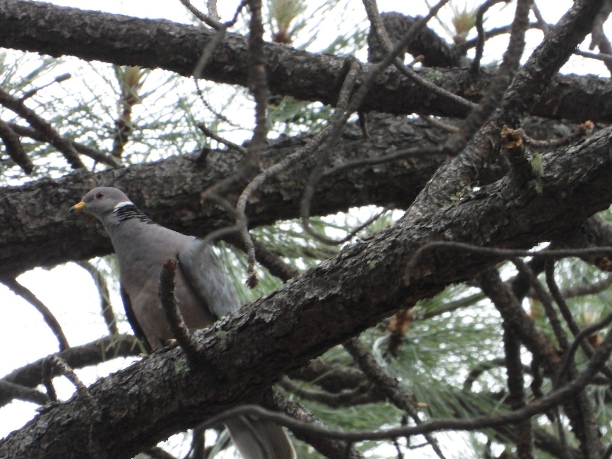 Band-tailed Pigeon - ML620330423