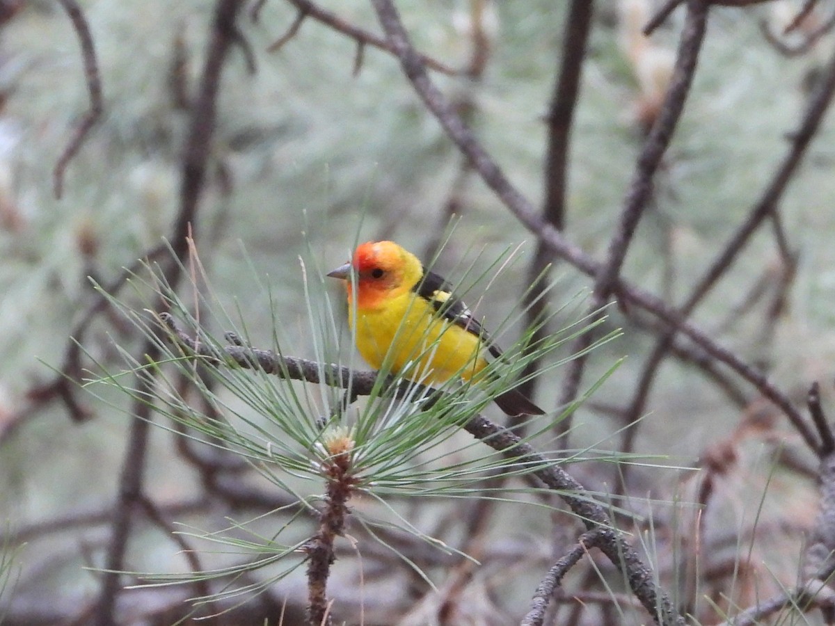 Western Tanager - ML620330443