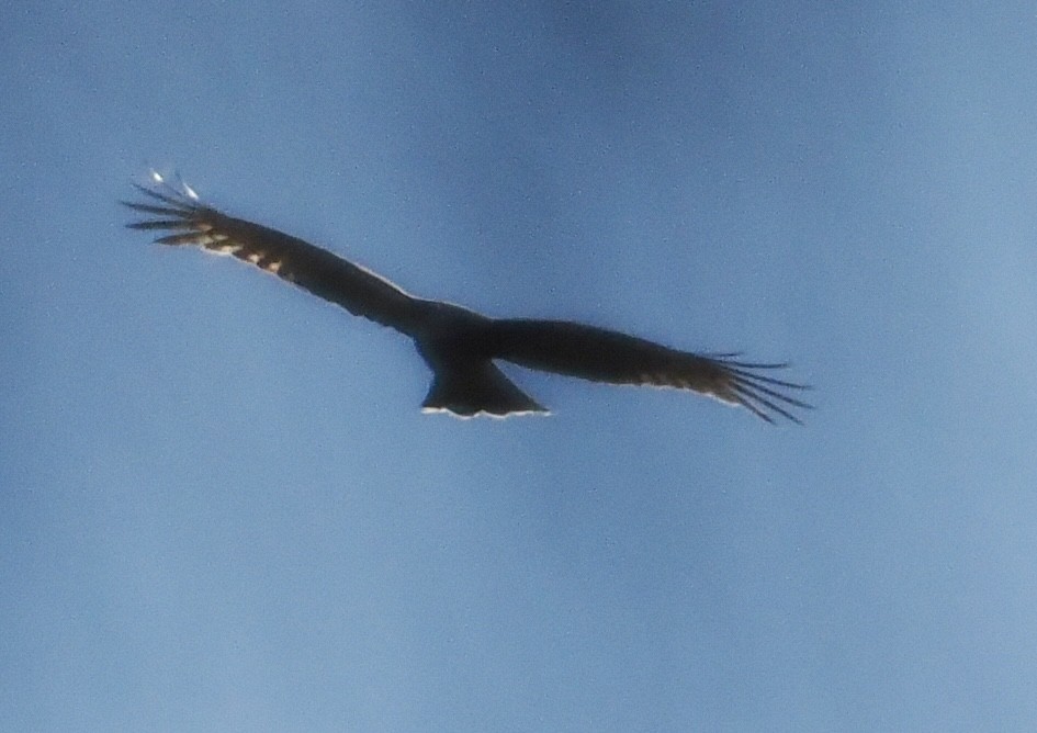 Square-tailed Kite - ML620330454