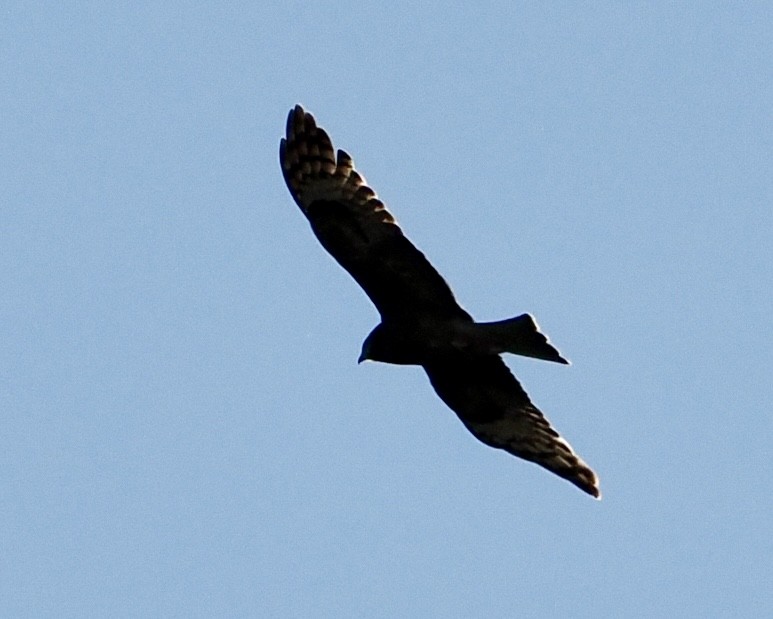 Square-tailed Kite - ML620330456