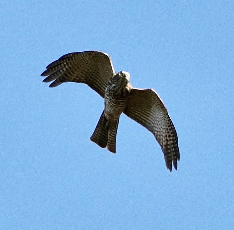 Collared Sparrowhawk - ML620330459