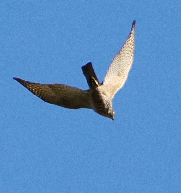 Collared Sparrowhawk - ML620330460