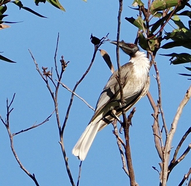 Noisy Friarbird - ML620330472