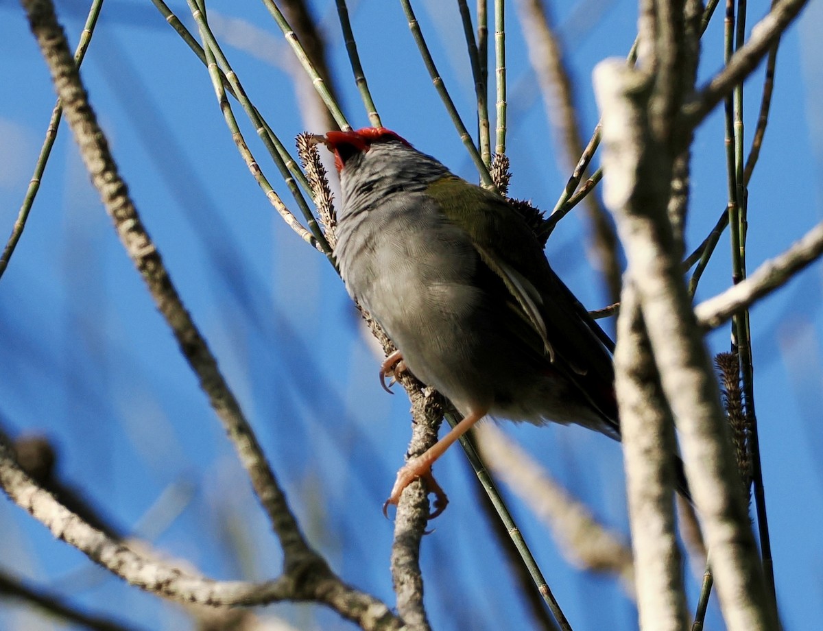 Red-browed Firetail - ML620330492