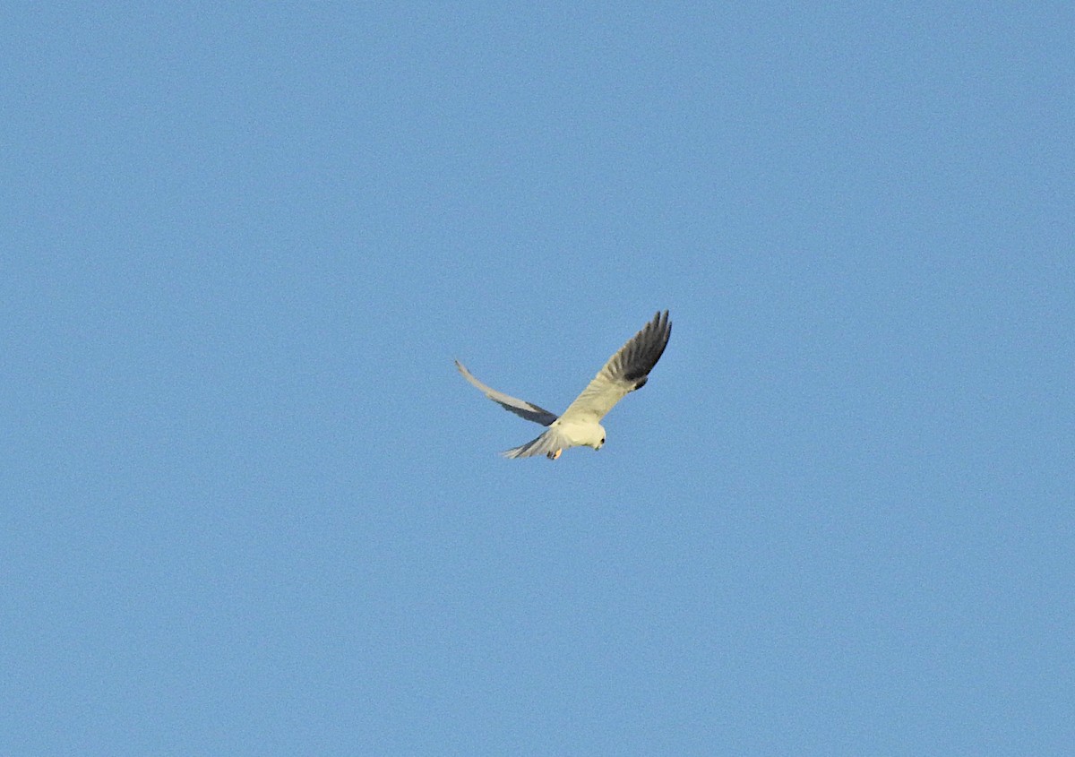 Black-shouldered Kite - ML620330503
