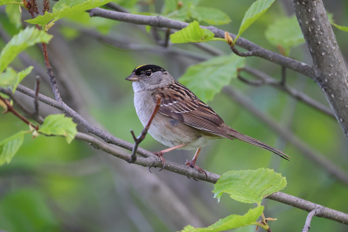 Golden-crowned Sparrow - ML620330508