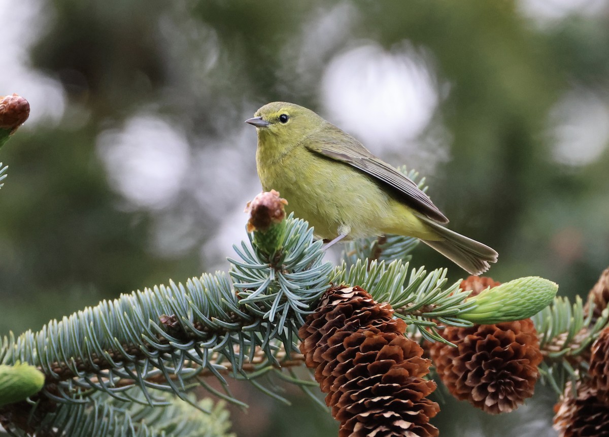 Orange-crowned Warbler - Jacob Truetken