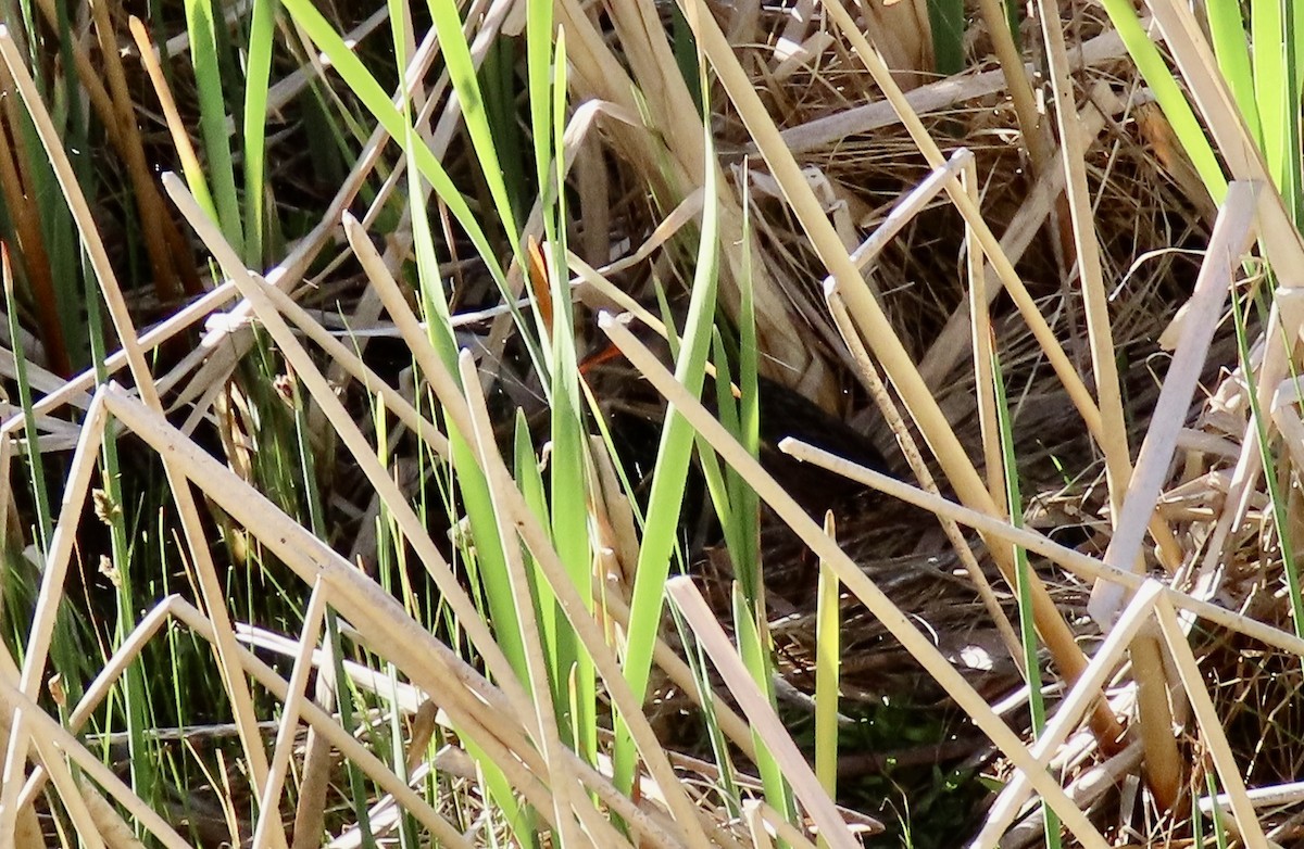 Virginia Rail - ML620330515