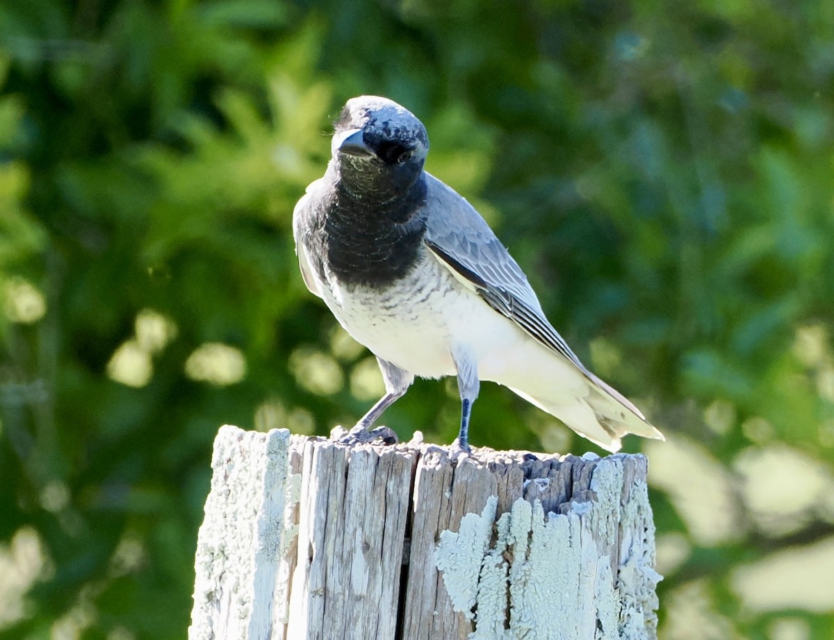 White-bellied Cuckooshrike - ML620330520