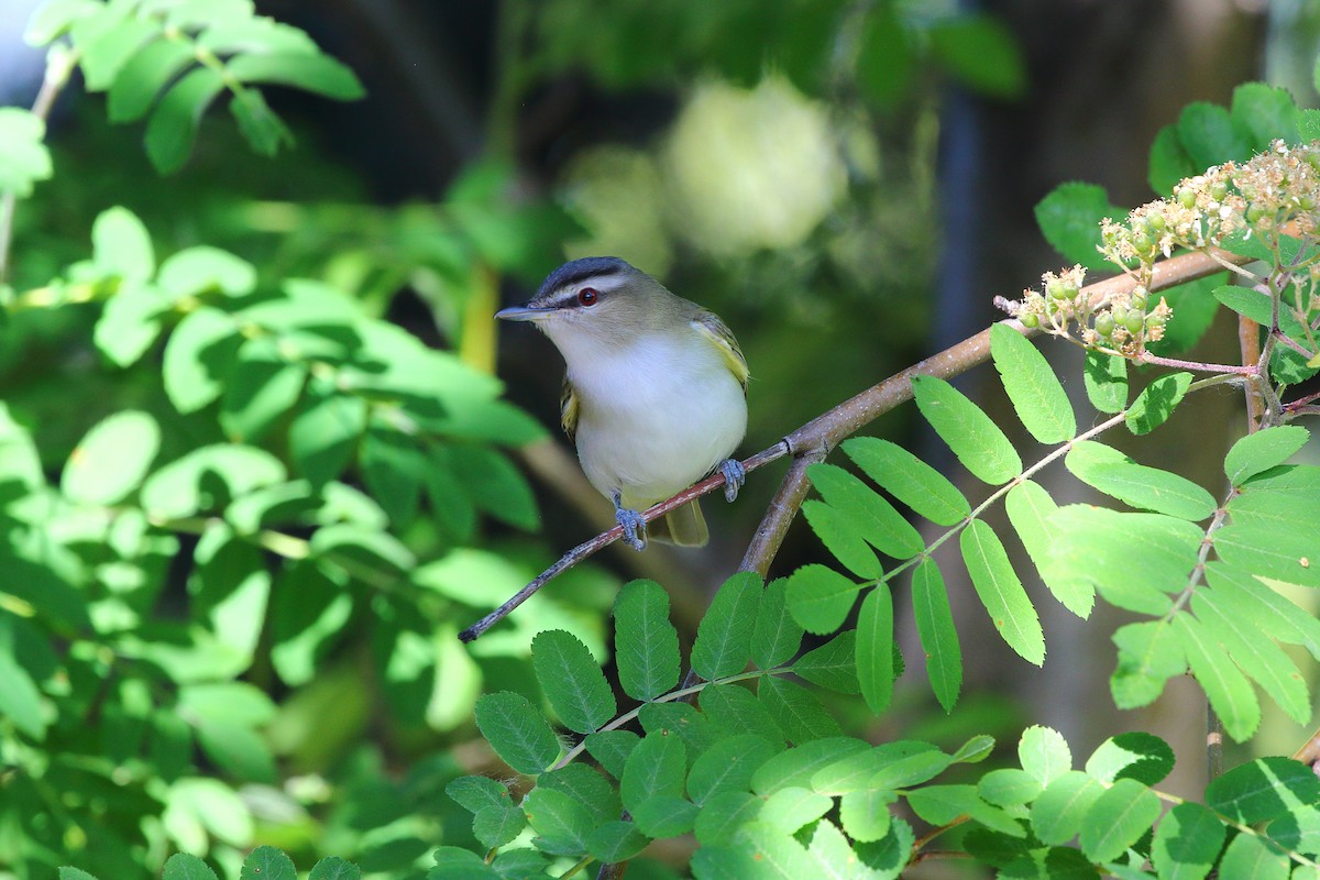 Rotaugenvireo - ML620330524