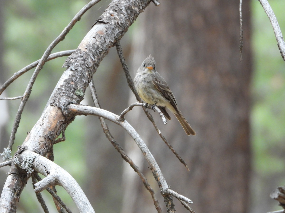 Greater Pewee - ML620330533