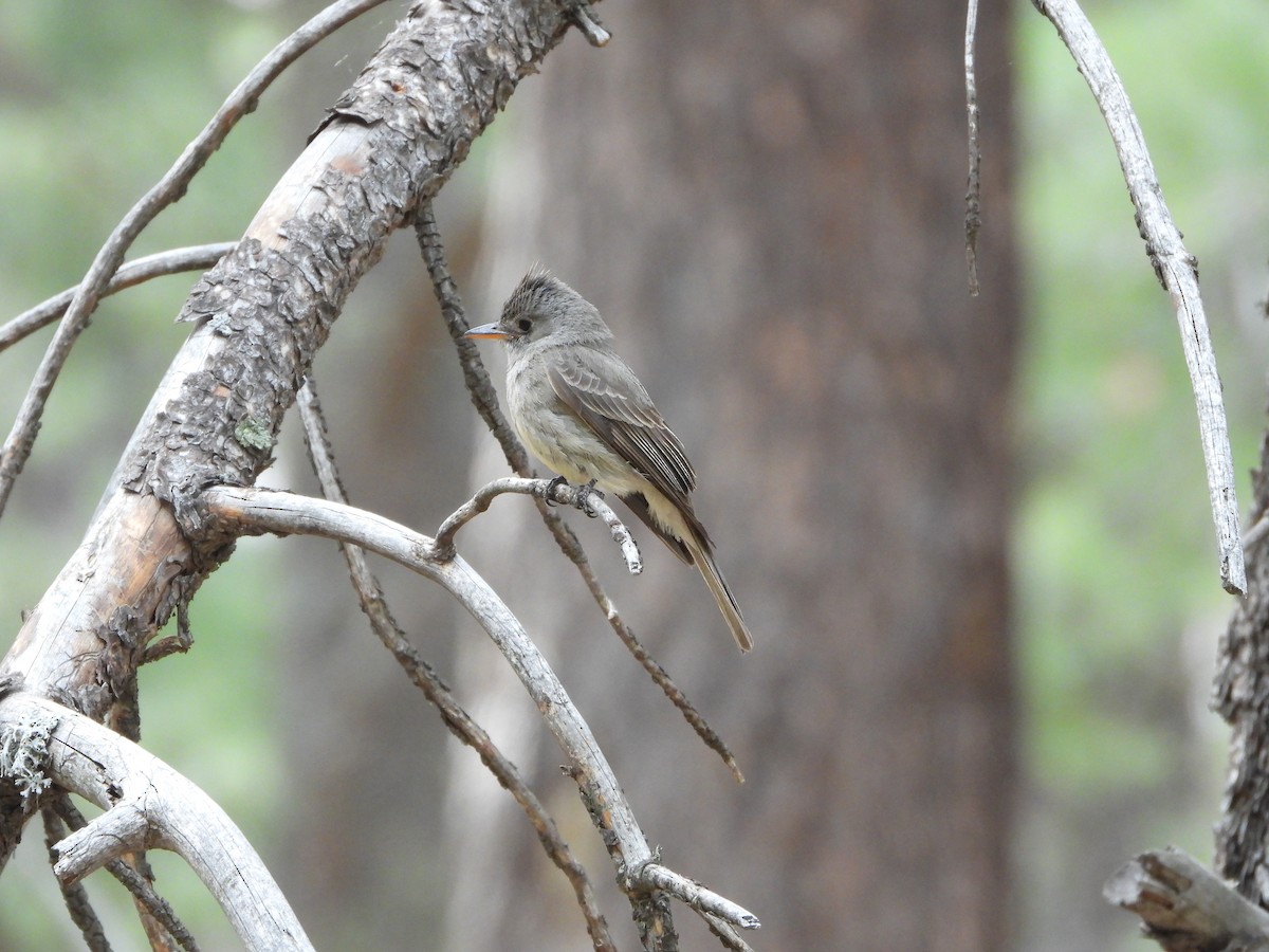 Greater Pewee - ML620330534