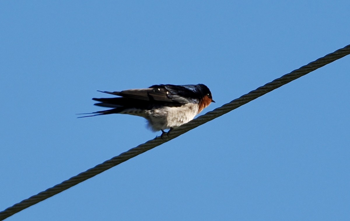 Welcome Swallow - ML620330535