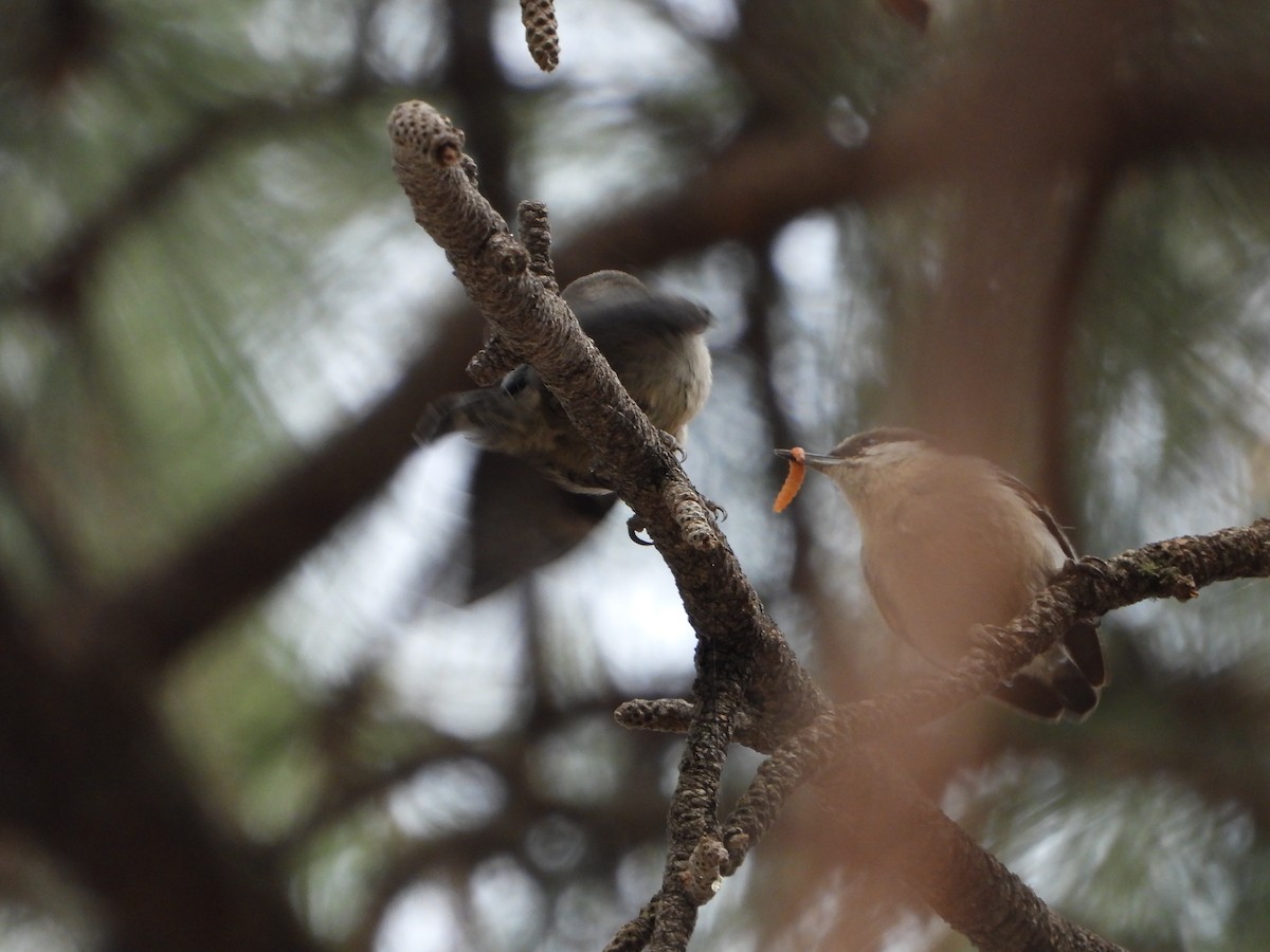 Pygmy Nuthatch - ML620330537