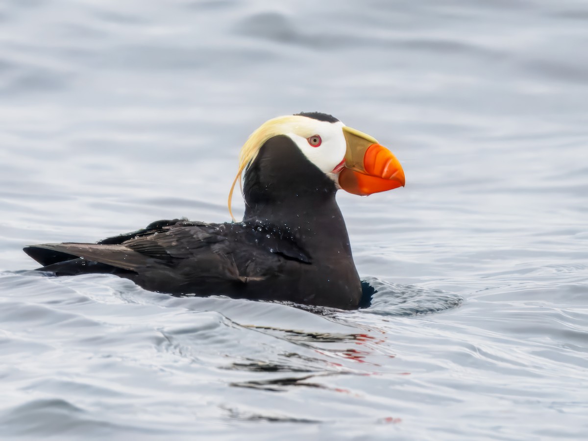 Tufted Puffin - ML620330551