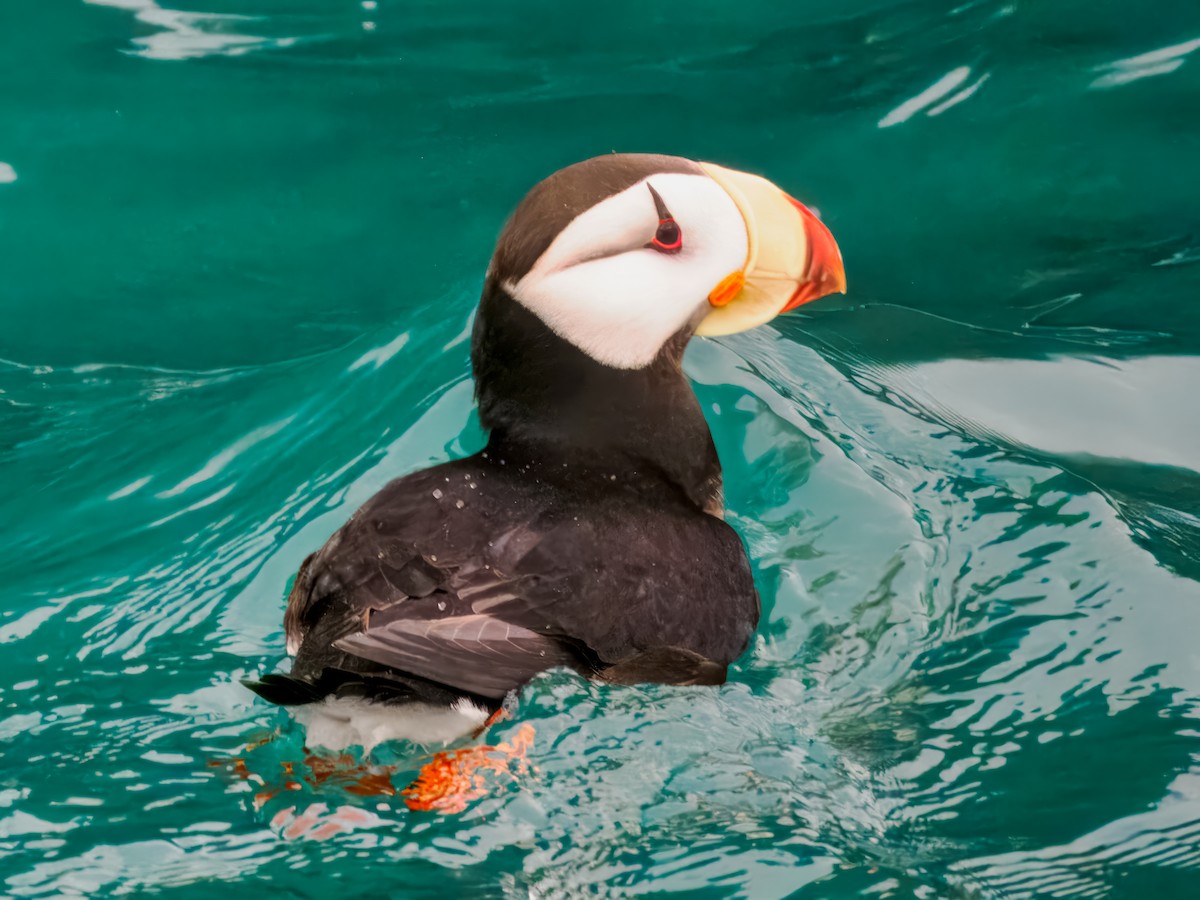 Horned Puffin - ML620330554