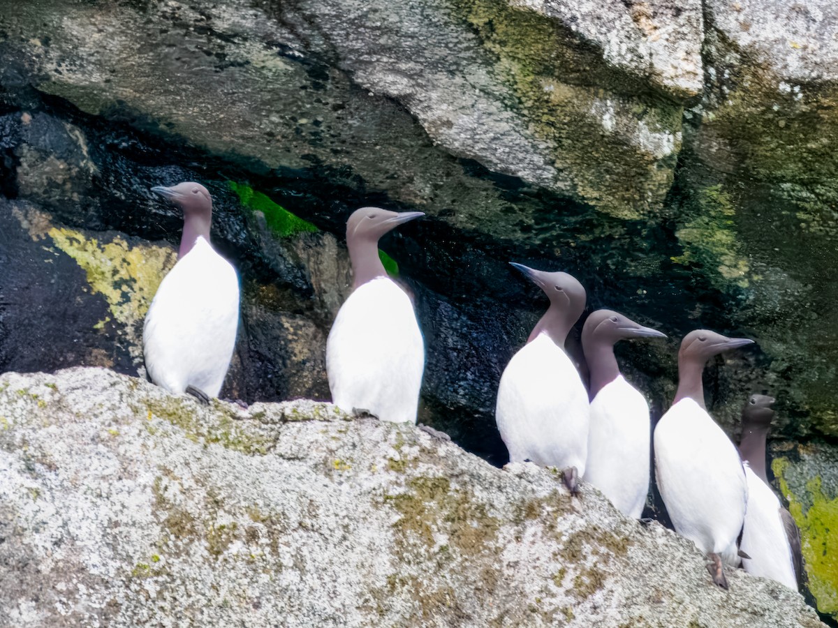 Common Murre - ML620330557