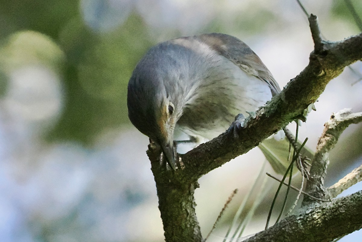 Gray Shrikethrush - ML620330560