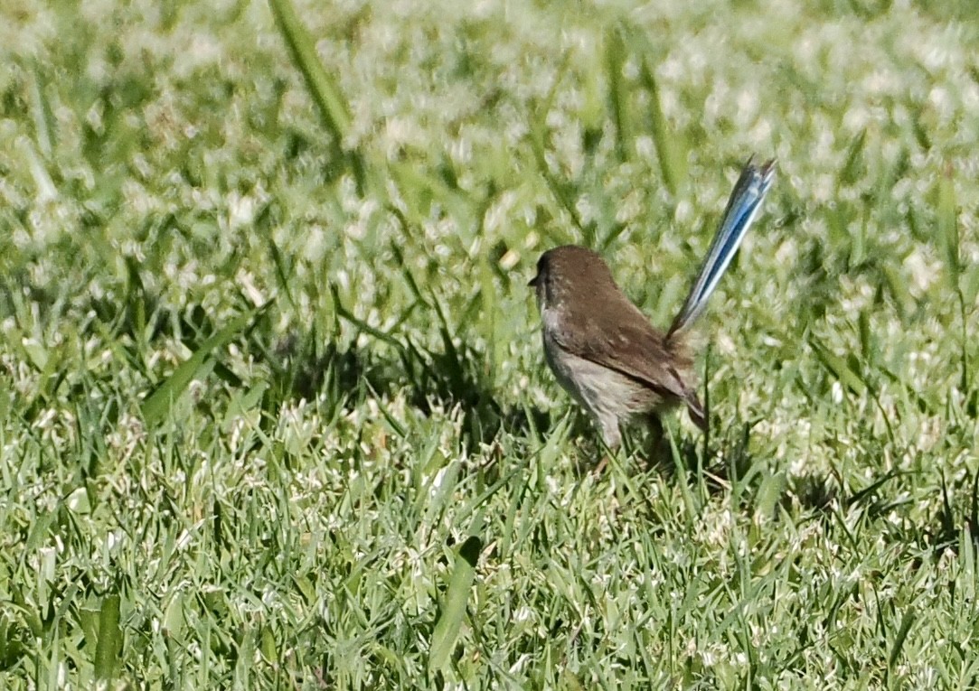 Superb Fairywren - ML620330568