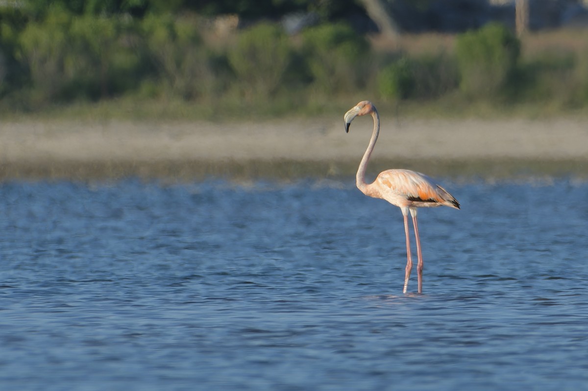 Flamant des Caraïbes - ML620330571