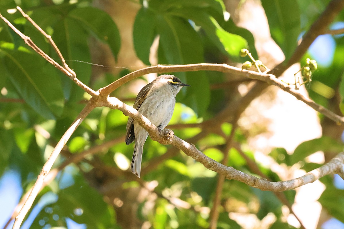 Yellow-faced Honeyeater - ML620330572