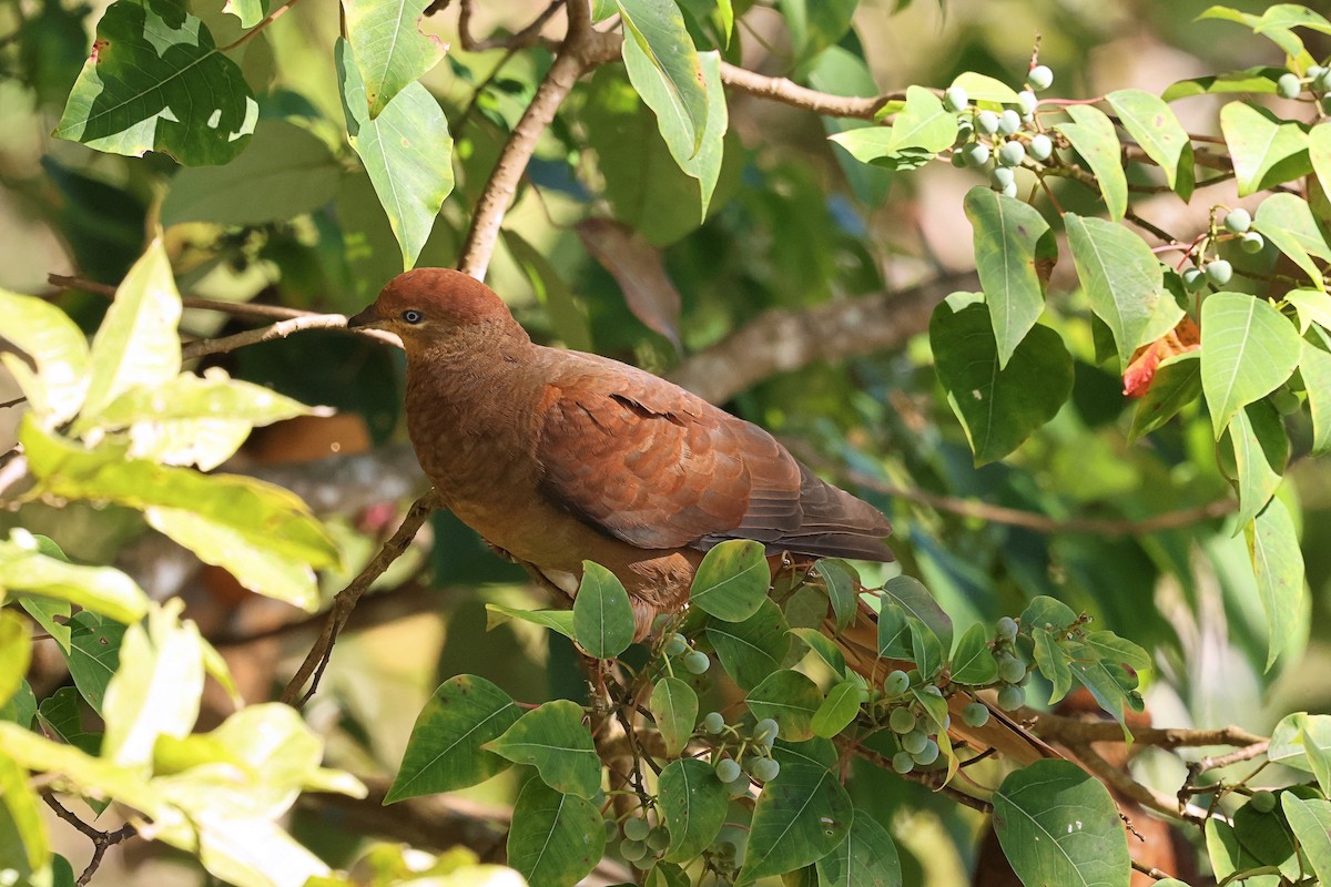 Brown Cuckoo-Dove - ML620330573
