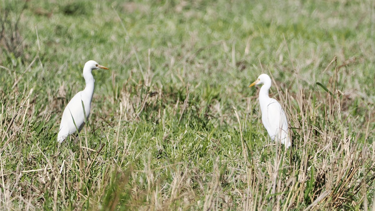 Eastern Cattle Egret - ML620330576