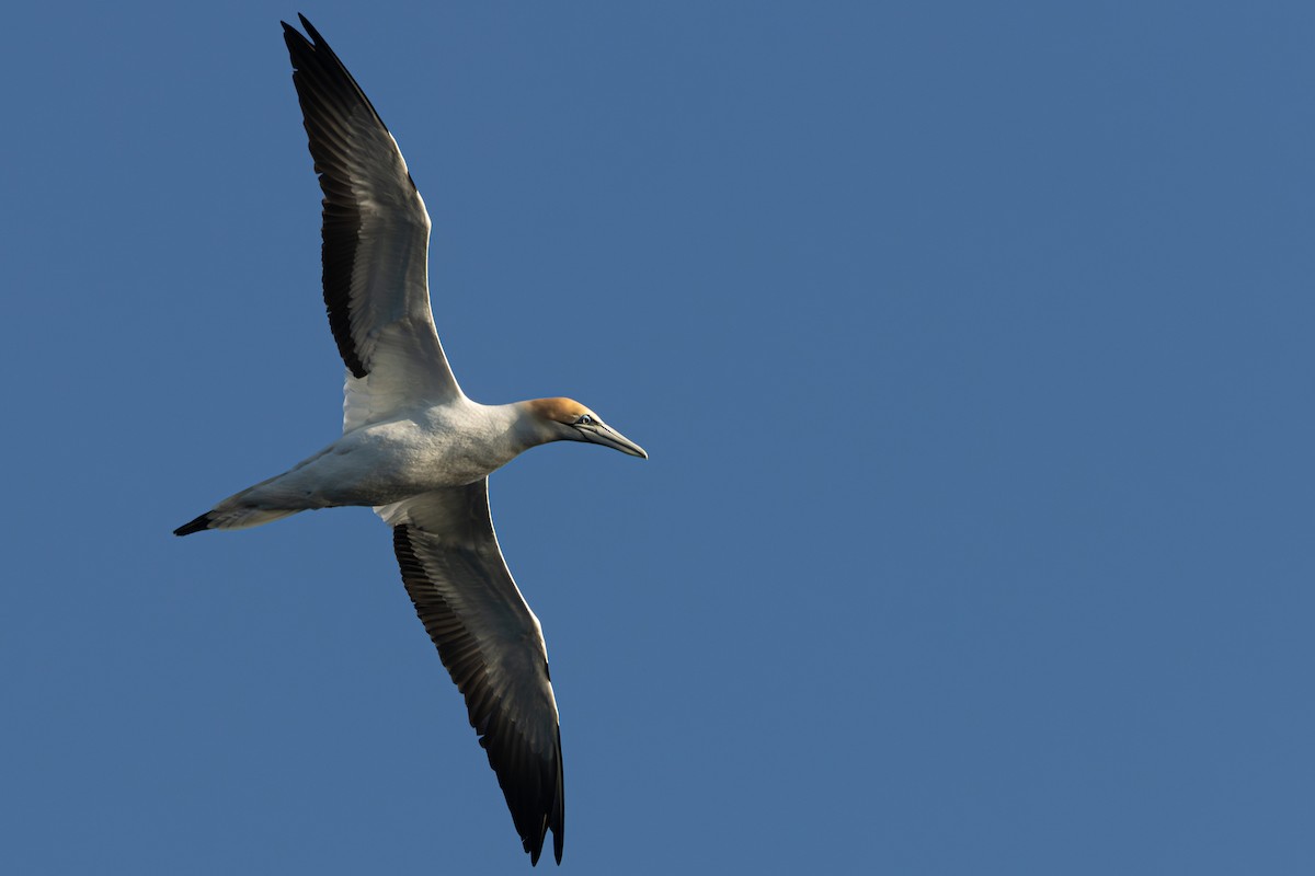 Australasian Gannet - ML620330580