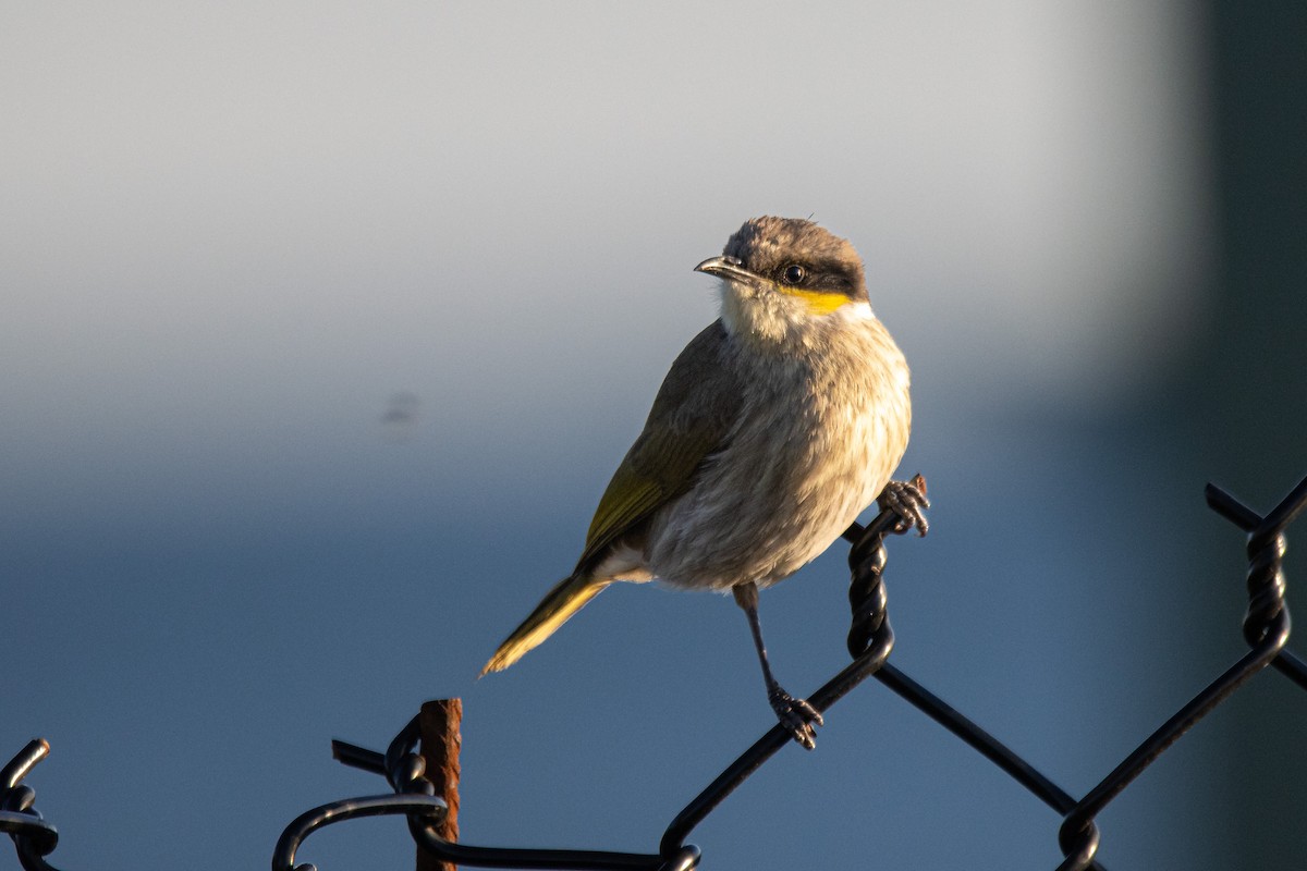 Singing Honeyeater - ML620330591