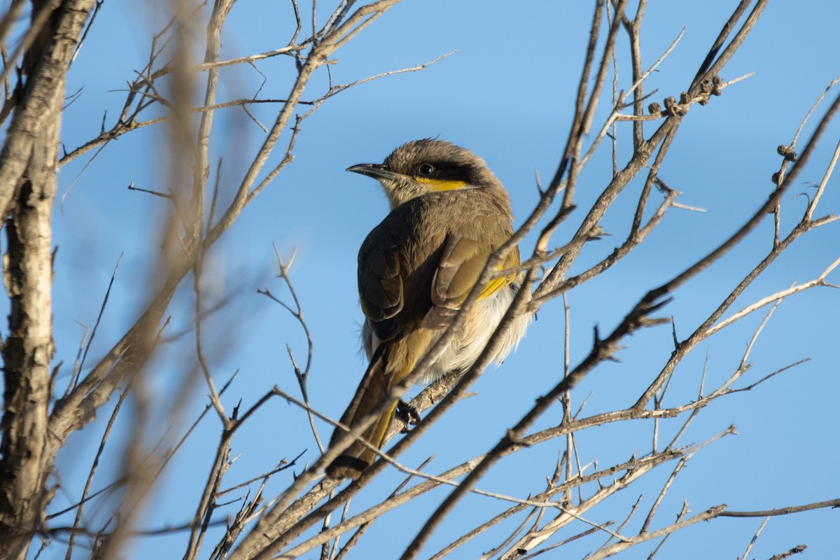 Singing Honeyeater - Russell Campbell