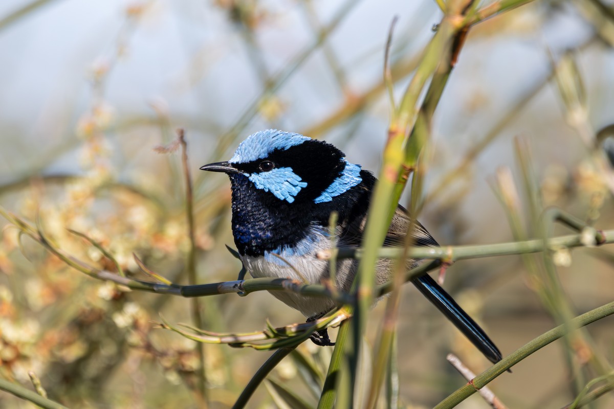 Superb Fairywren - ML620330603