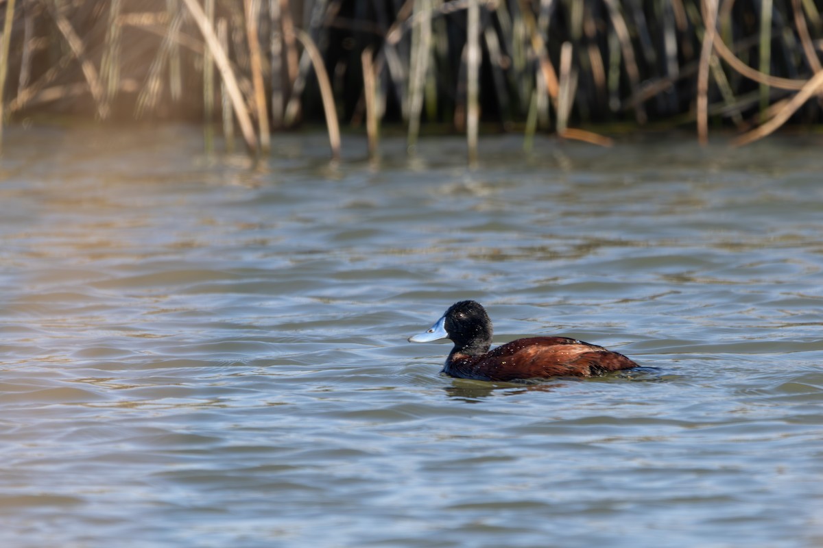 Blue-billed Duck - ML620330604