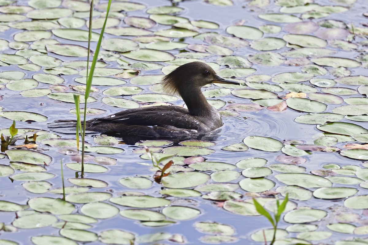 tanımsız Charadriiformes sp. - ML620330605