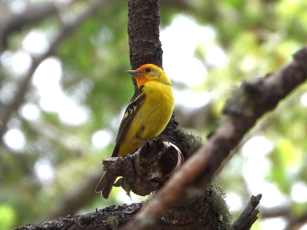 Western Tanager - ML620330609