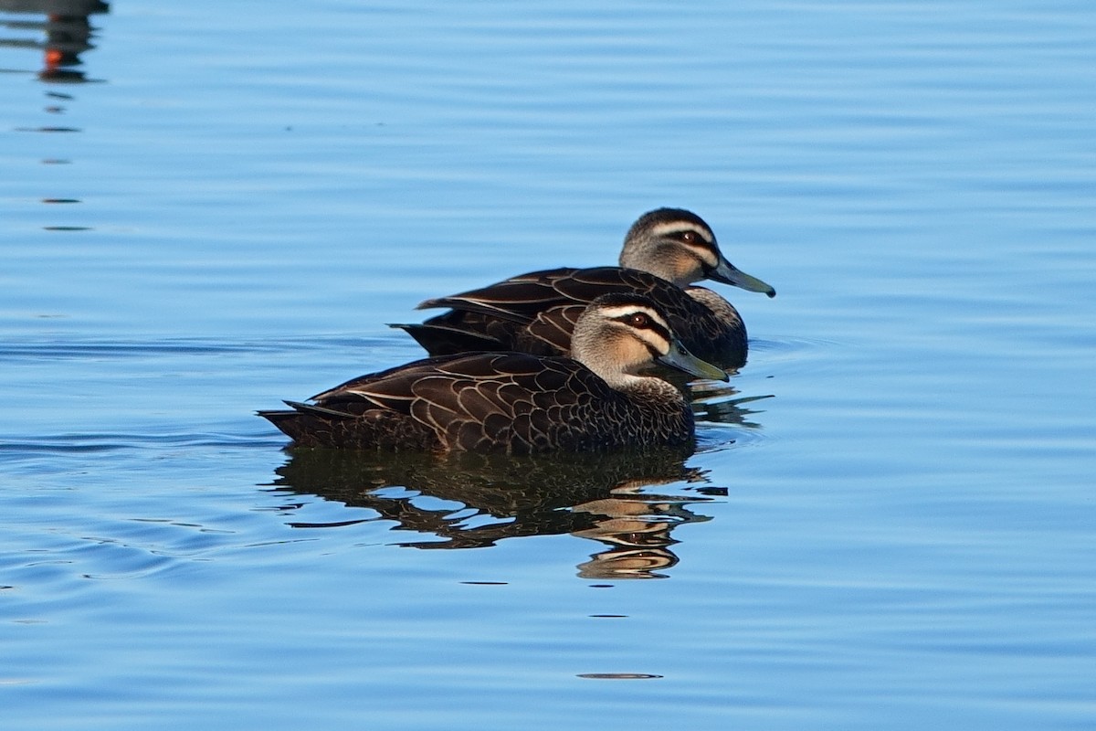 Canard à sourcils - ML620330611