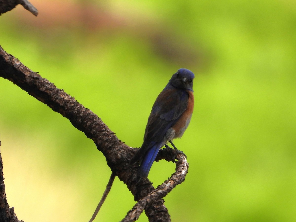 Western Bluebird - ML620330613