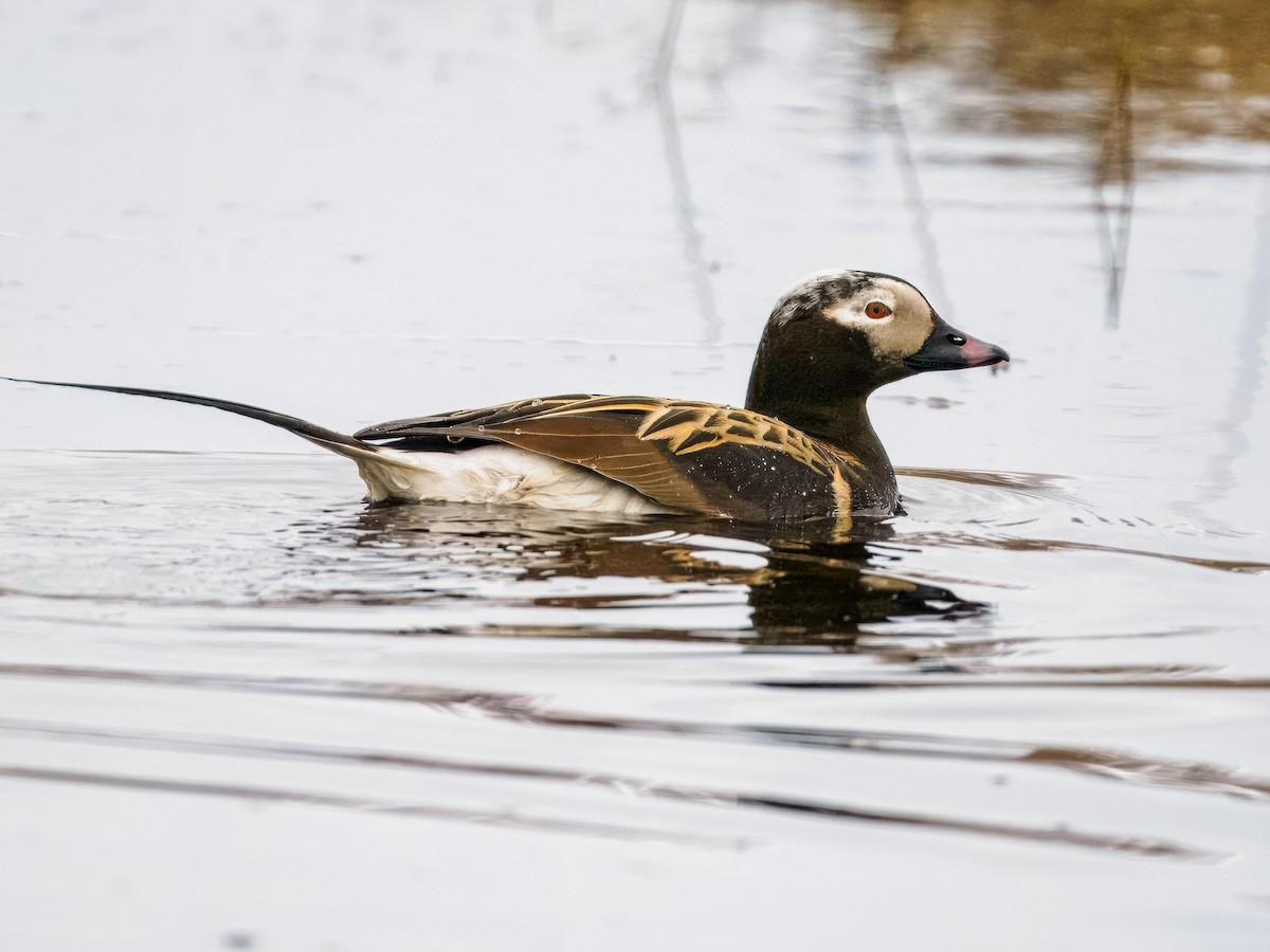 Long-tailed Duck - ML620330614