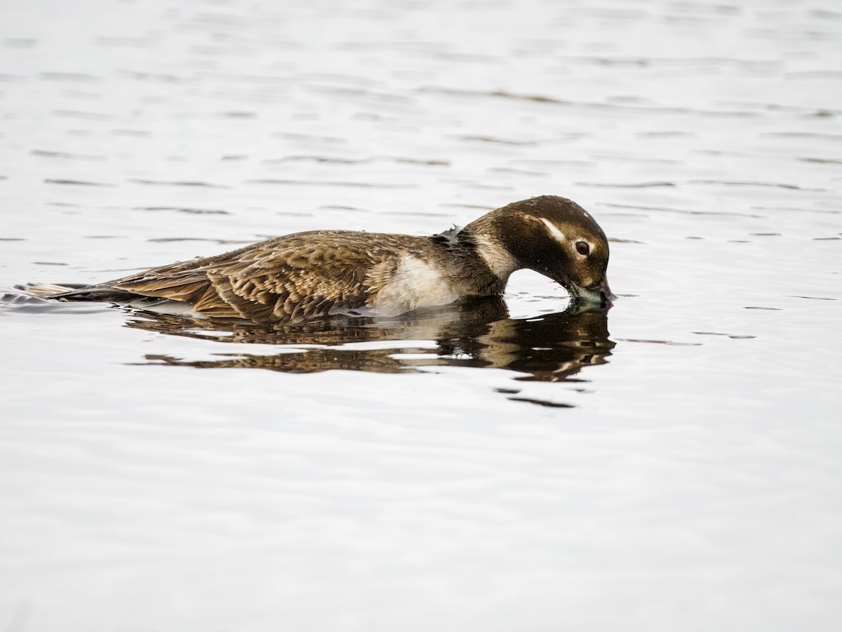 Long-tailed Duck - ML620330615