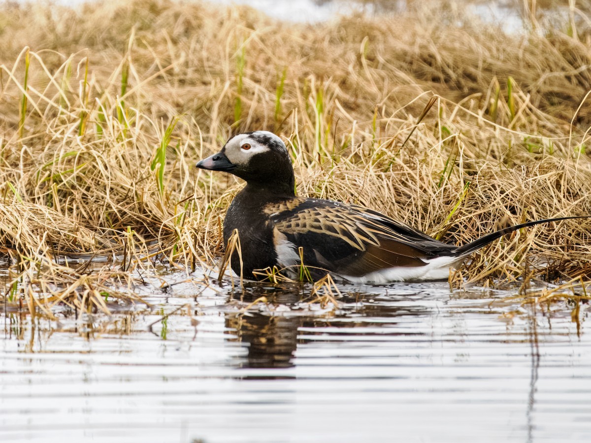 Long-tailed Duck - ML620330617